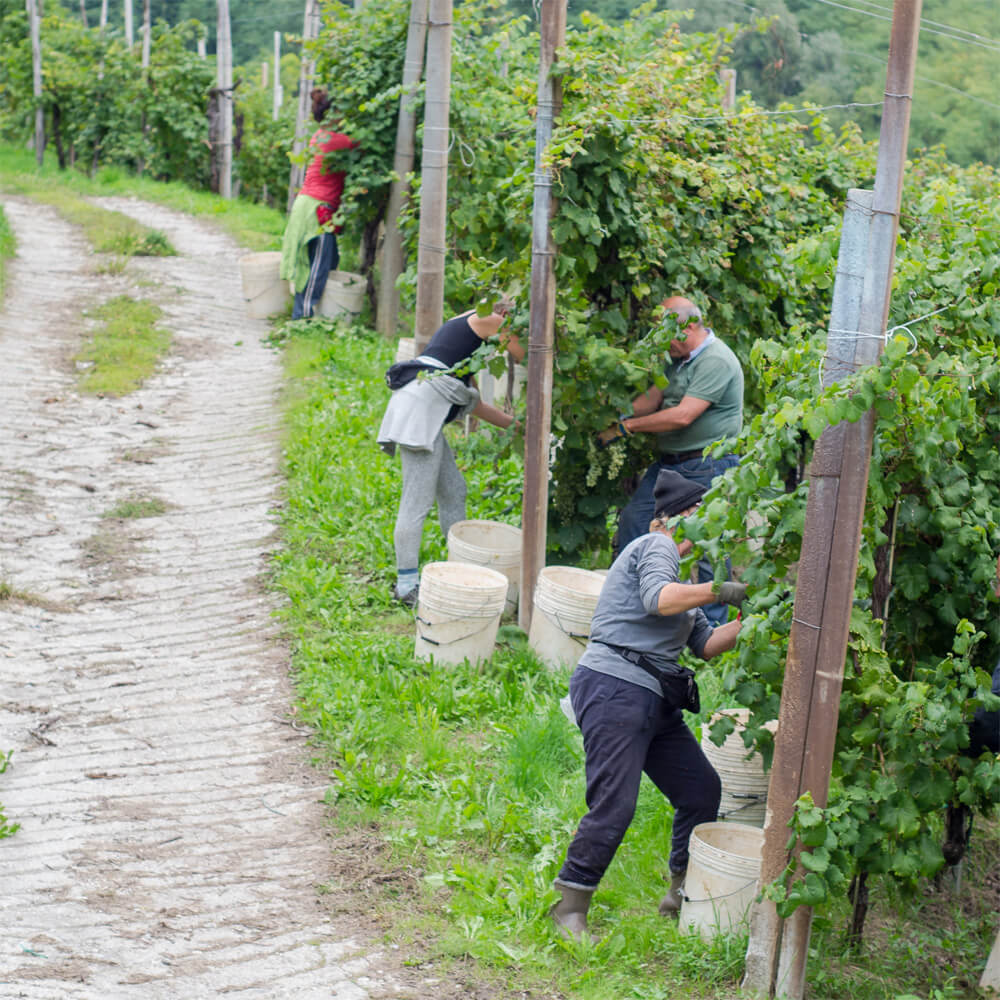 Vendemmia a Valdobbiadene